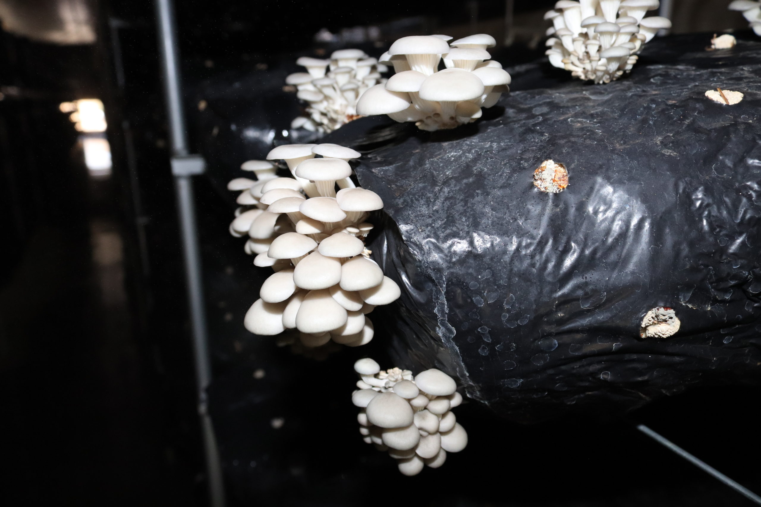 Cursos de Fungicultura: Onde Aprender a Cultivar Cogumelos Profissionalmente