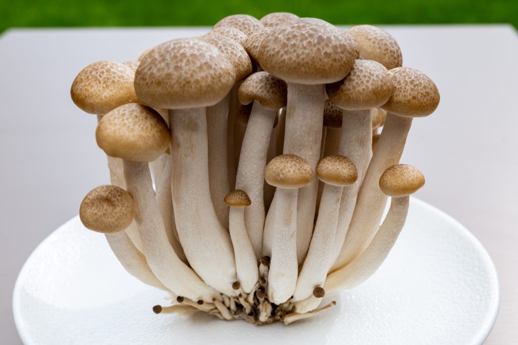 cultivo de cogumelo shimeji