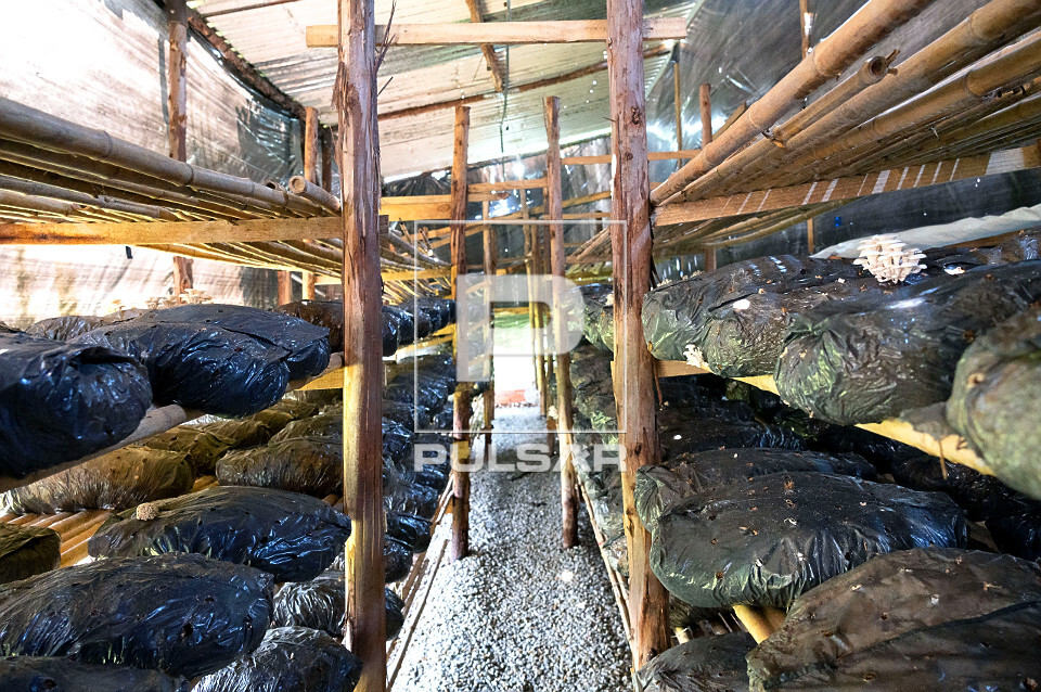 Shimeji Salmão: A Variedade Ideal para Iniciantes na Fungicultura