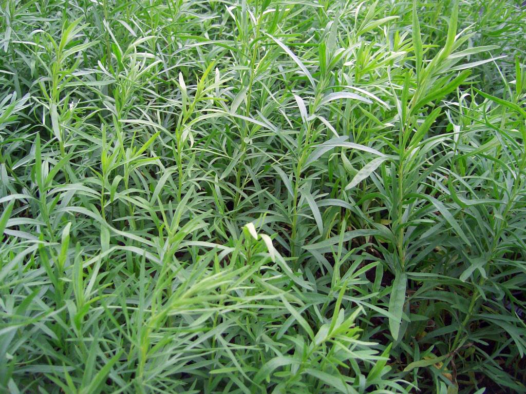 cultivo de estragão