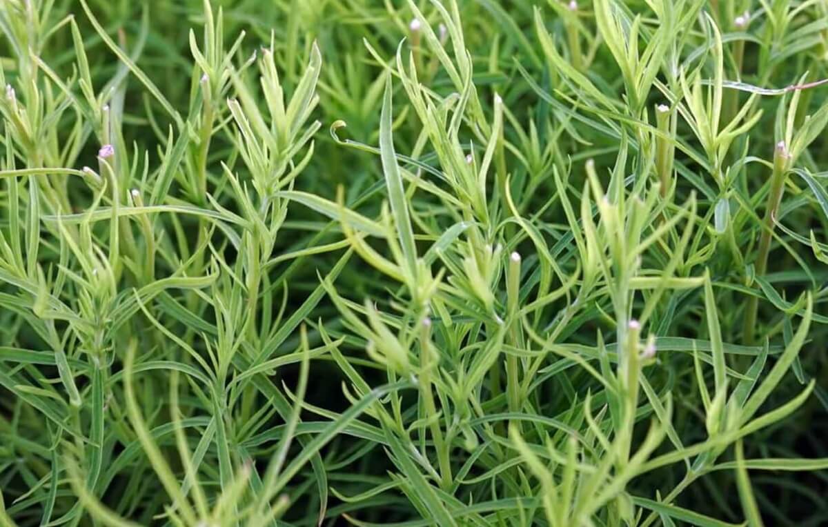 Guia Completo para Cultivar Estragão em Vasos