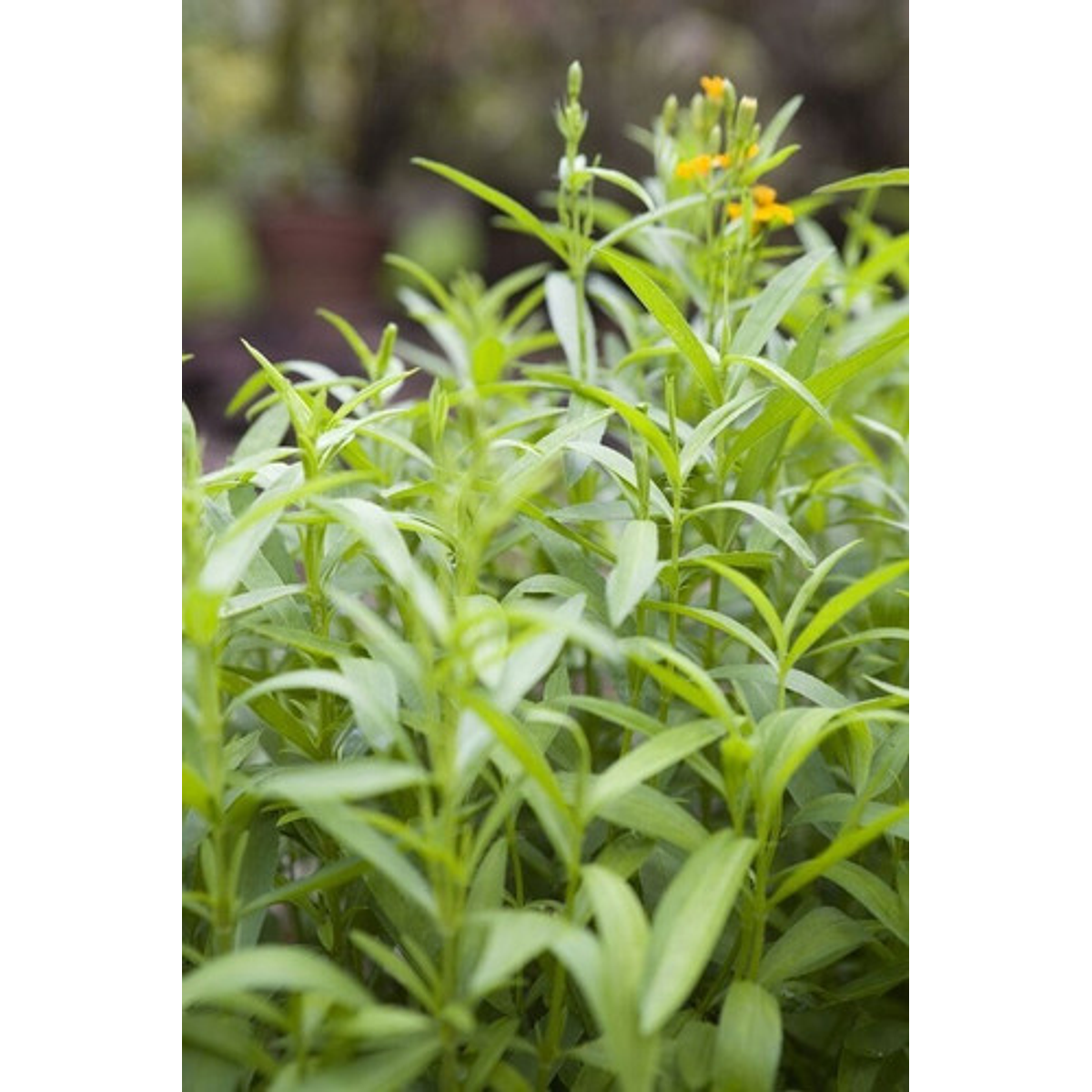 Os Benefícios do Estragão para a Saúde e Bem-Estar