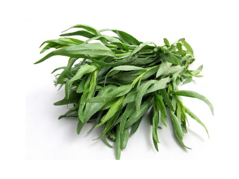 cultivo de estragão