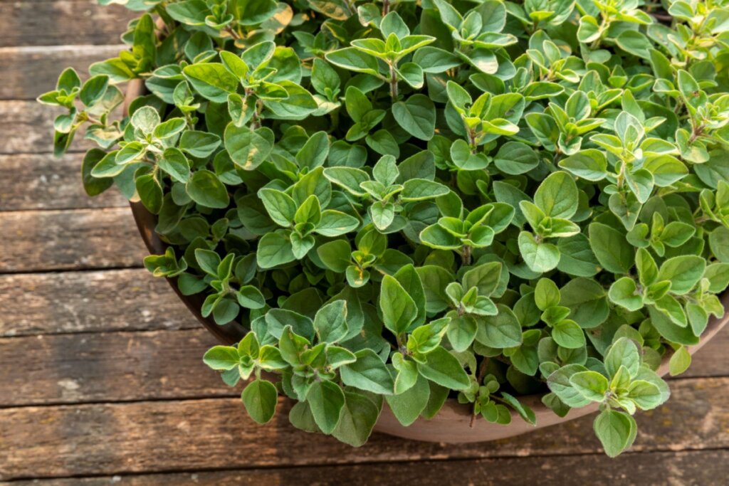 cultivo de orégano