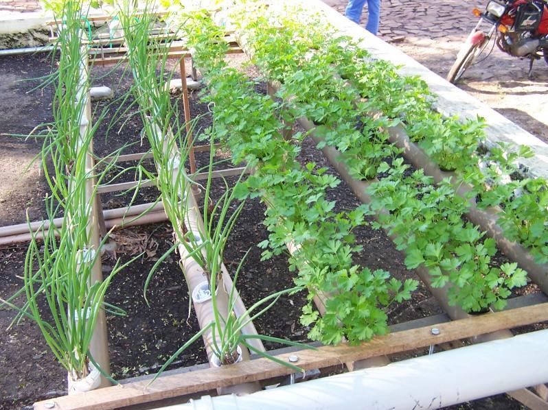 5 ideias de títulos:
1. Guia Completo: Como Plantar e Cultivar Salsa em Casa
2. Salsa Perfeita: Dicas Essenciais de Plantio e Manutenção
3. Da Semente à Colheita: Tudo Sobre o Cultivo de Salsa
4. Resolva os Problemas Comuns no Cultivo de Salsa
5. Salsa Fresca o Ano Todo: Segredos para uma Colheita Abundante