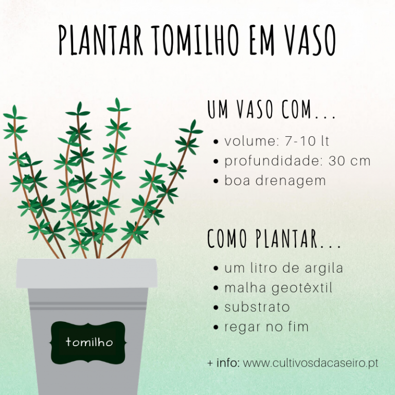 cultivo de tomilho