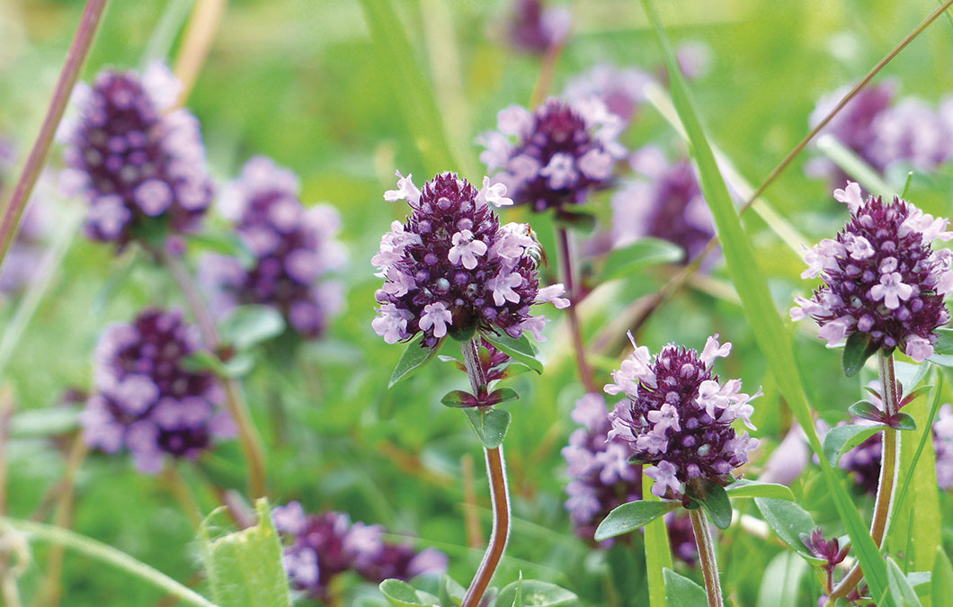 Pragas Comuns do Tomilho e Como Combatê-las