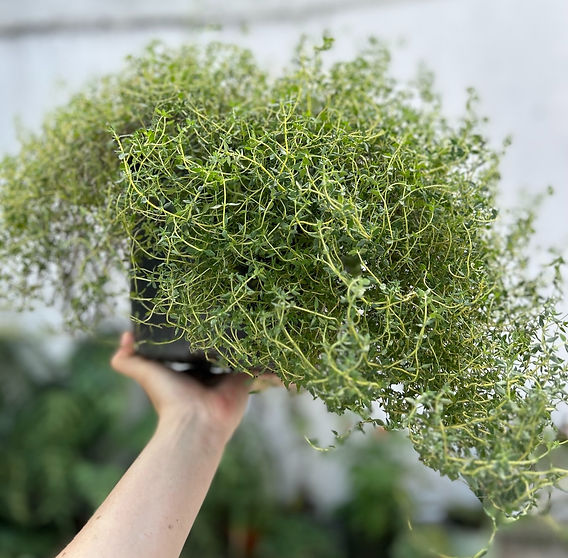 Tomilho vs. Orégano: Diferenças e Usos