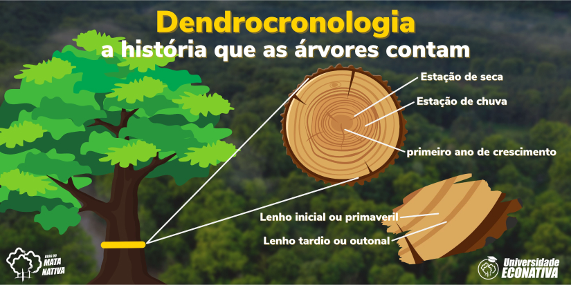 Entenda a Dendrocronologia: Lendo o Passado nas Árvores