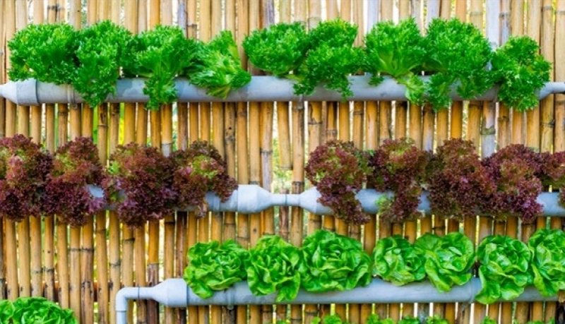 decoração de horta