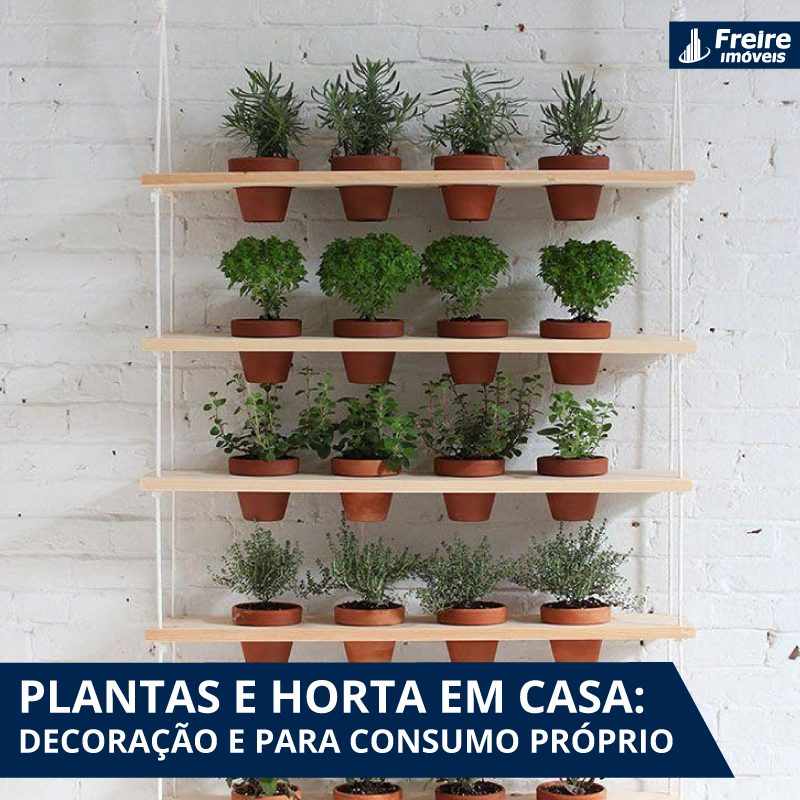 Benefícios das plantas aromáticas em casa