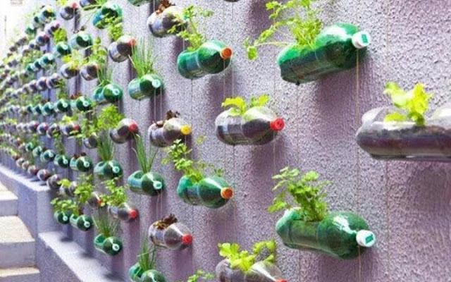 Como montar um kitchen garden na cozinha