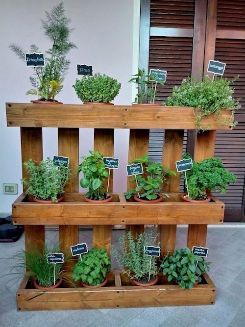 Benefícios das plantas aromáticas em casa