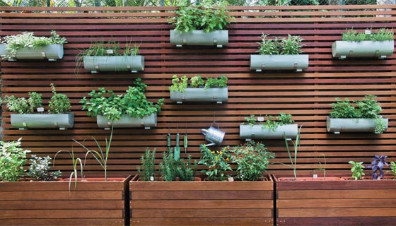 10 ideias de plantas para horta de sombra