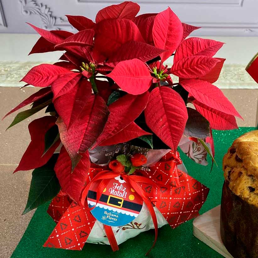 guirlanda natal flores secas passo a passo