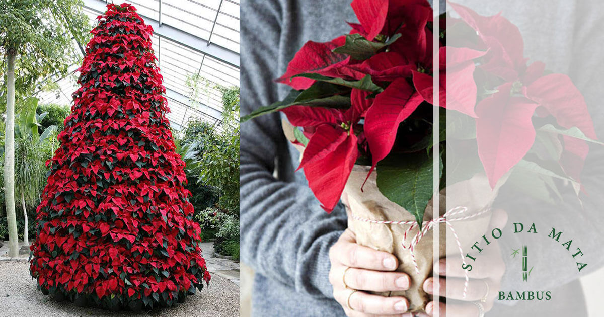 decoração de natal com flores
