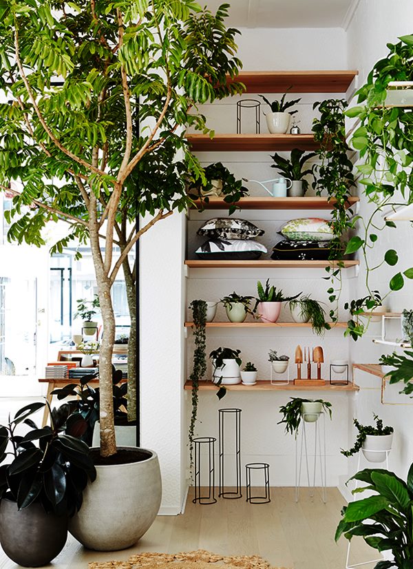 plantas para varanda ensolarada vs sombreada qual escolher