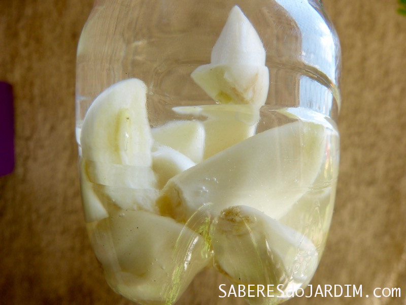 Guia Completo: Defensivos Naturais para Cada Tipo de Praga