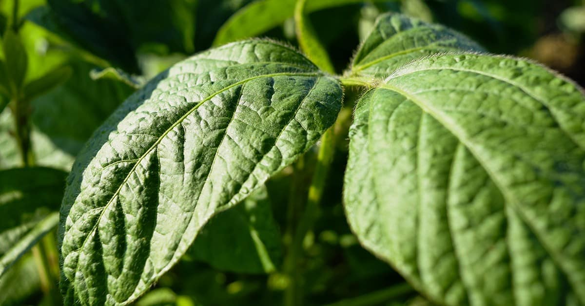 5 Fontes de Boro para Suplementação Agrícola