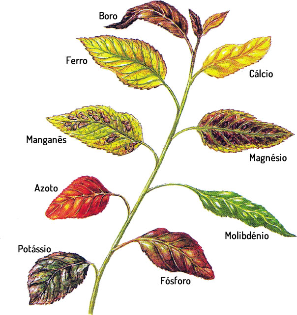 Como Corrigir a Deficiência de Boro em Hortaliças