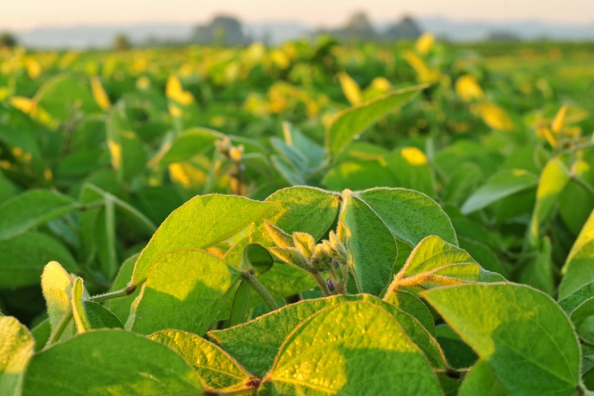 deficiência de boro sintomas