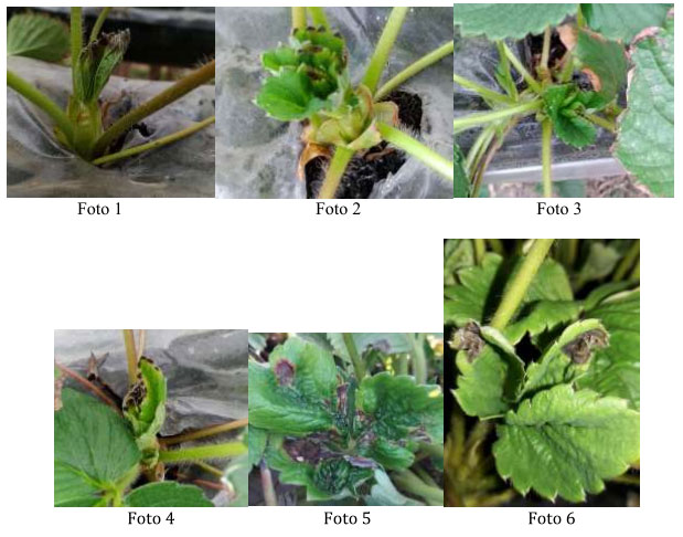 5 Fontes de Boro para Suplementação Agrícola