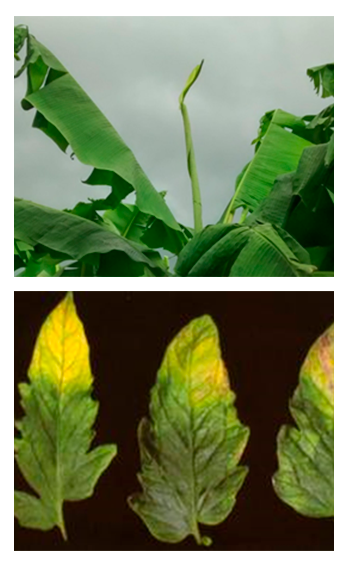 Boro na Soja: Impacto na Florada e Produtividade