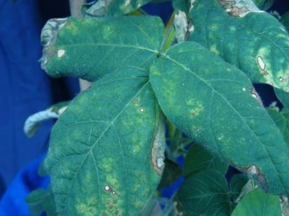 Como o Molibdênio Afeta a Fixação de Nitrogênio em Leguminosas