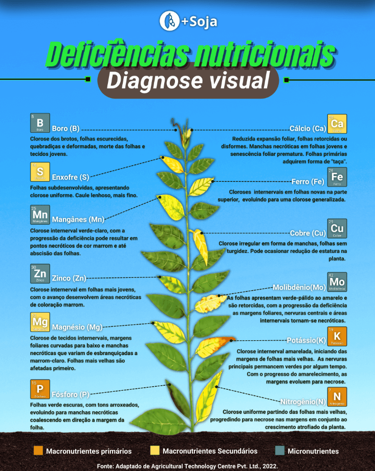 Entendendo a Deficiência do Cofator de Molibdênio (MoCD) em Humanos