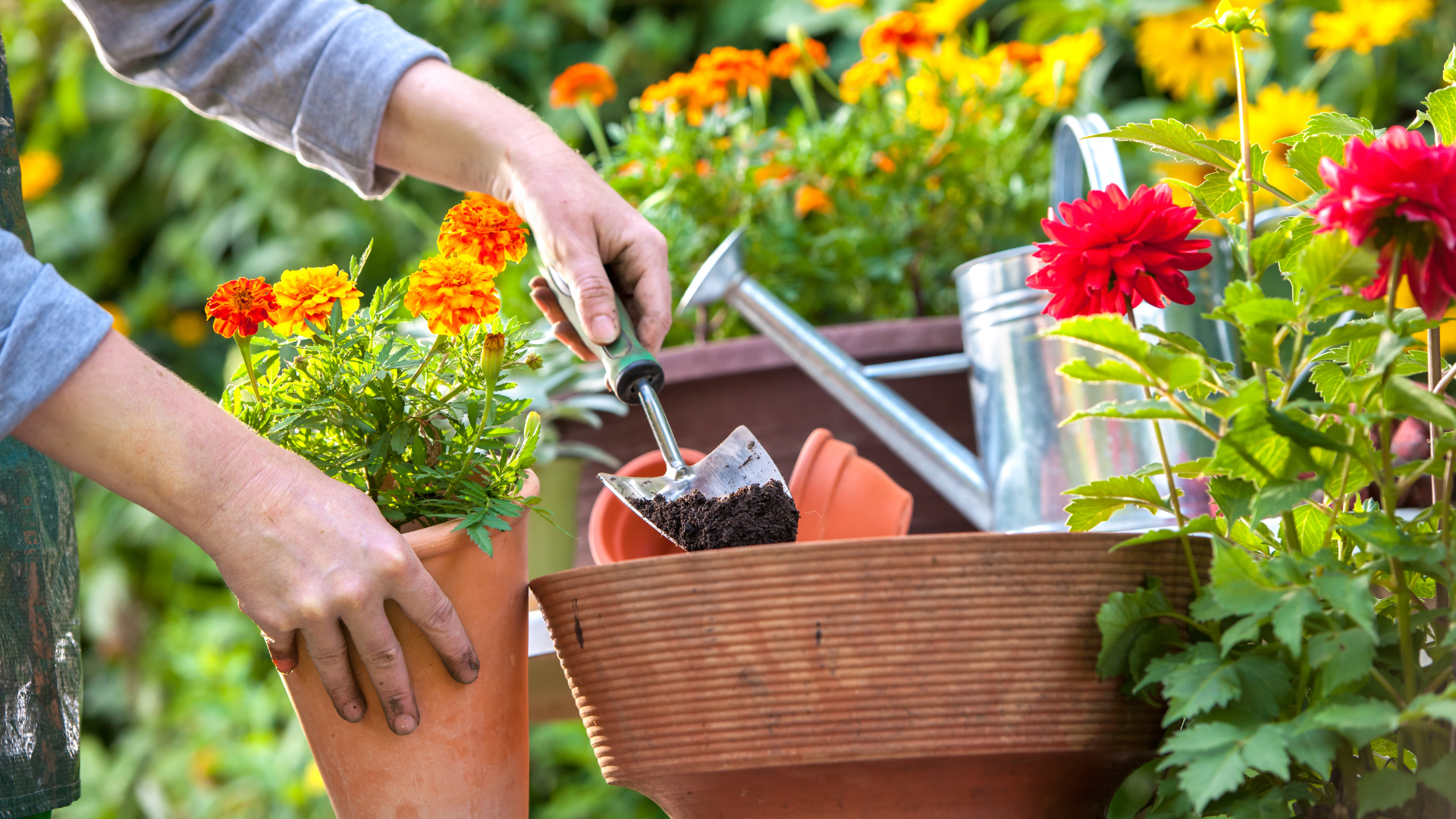 Os 10 erros mais comuns de quem está começando a jardinagem