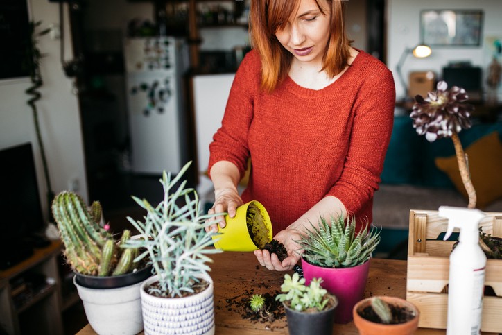 dicas de jardinagem para iniciantes