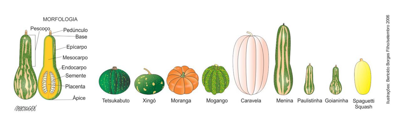 Benefícios Nutricionais da Abóbora Paulista e de Pescoço