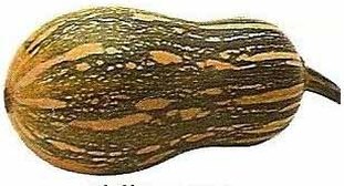 Guia Completo: Diferenças e Usos das Abóboras