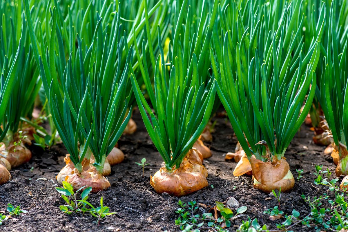 Receitas fáceis com ciboulette