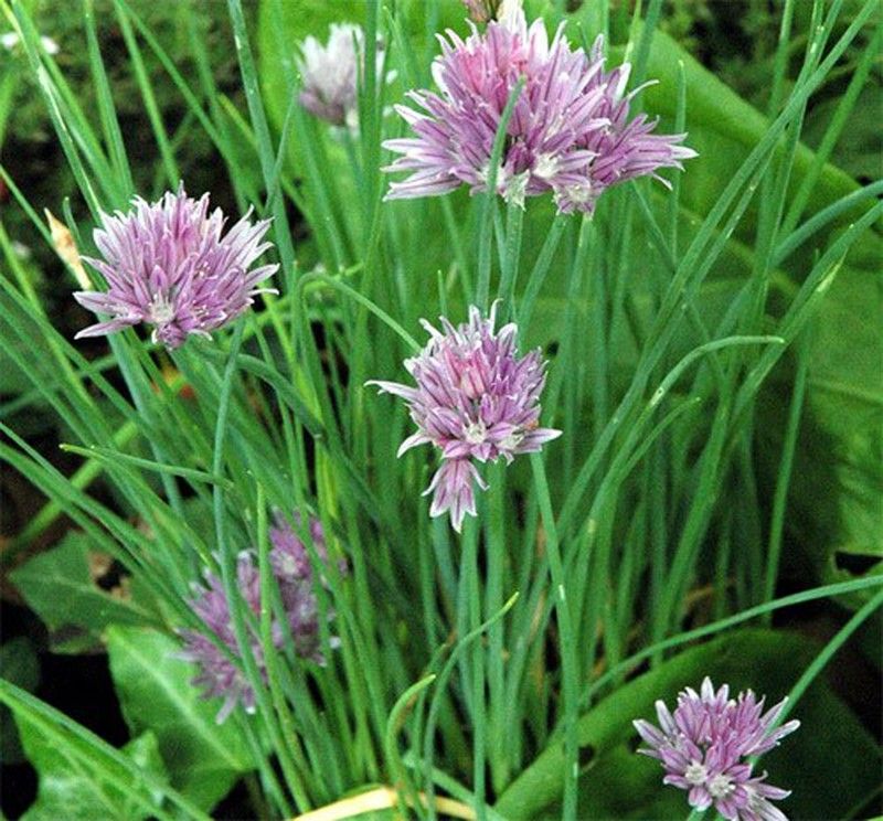 Receitas fáceis com ciboulette