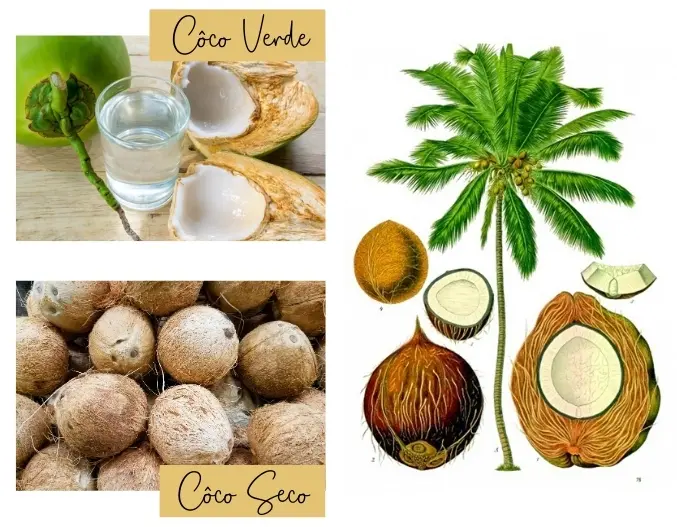 Receitas com coco verde: refrescantes e saudáveis