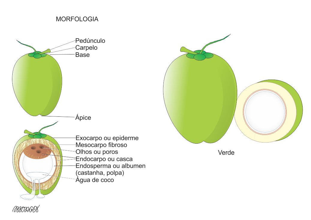 Benefícios nutricionais do coco verde e seco