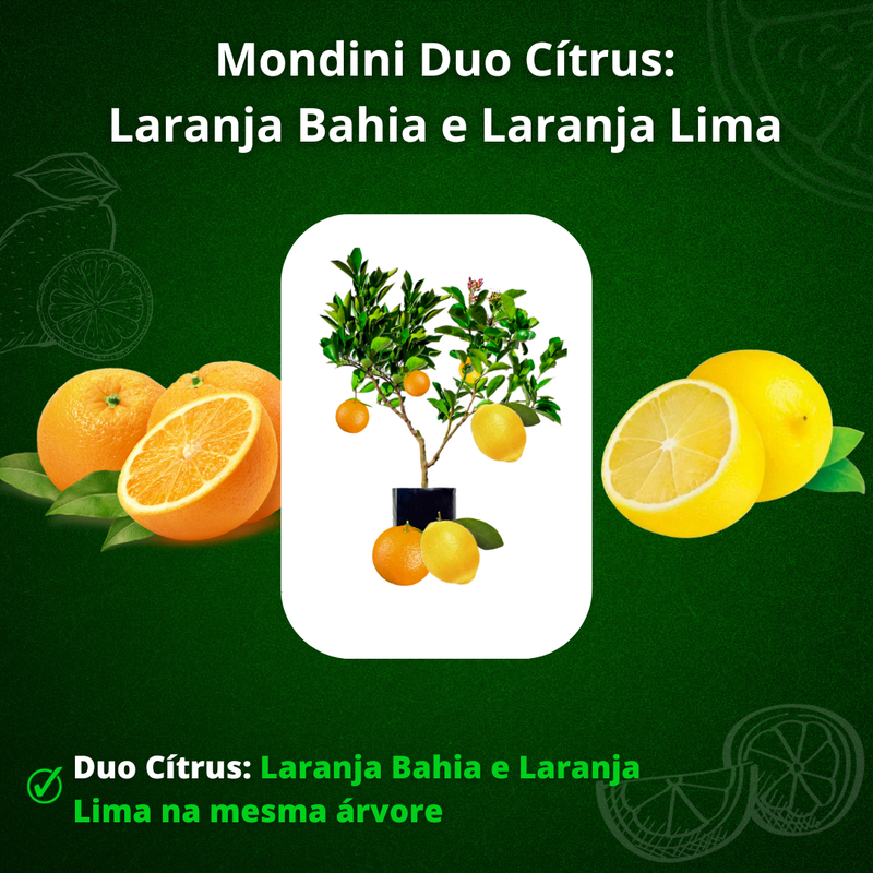 Laranja Lima: Benefícios e Usos para a Saúde de Bebês e Gestantes