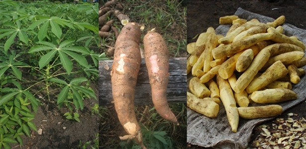 Receitas com macaxeira: 5 pratos deliciosos