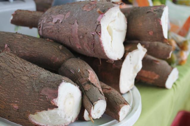 O processo industrial que torna a mandioca brava segura