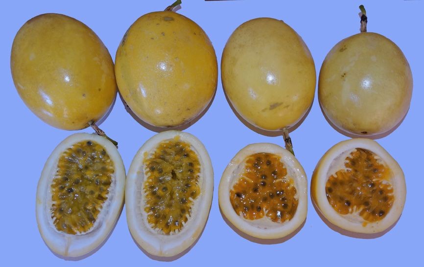 diferença entre maracujá doce e azedo