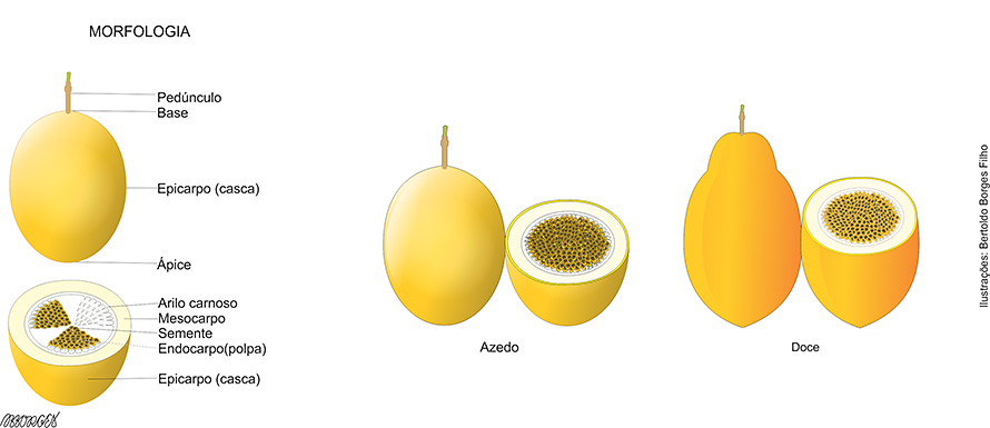 Como plantar maracujá doce em casa