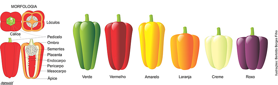 Receita de Salada Colorida com Pimentões