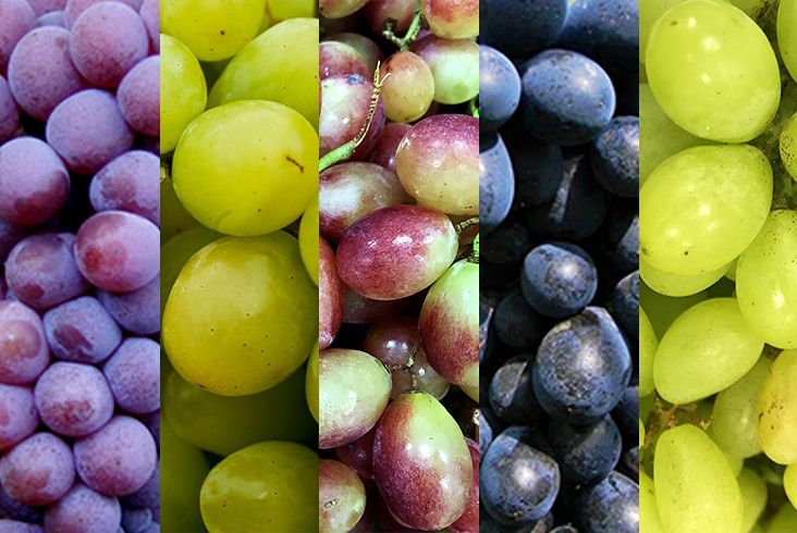 diferença entre uva niágara e itália