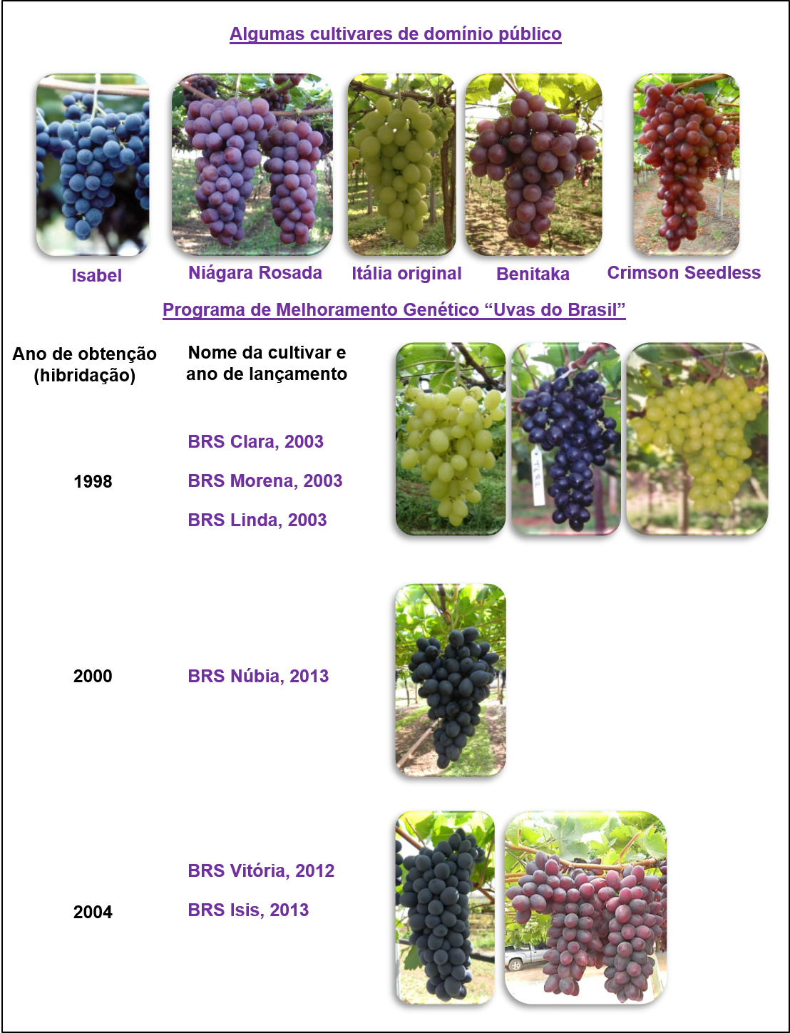 Benefícios da casca da uva Itália para a saúde