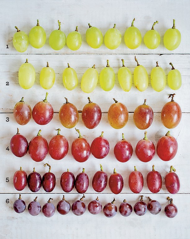 Uva Niágara: Dicas para escolher as melhores frutas