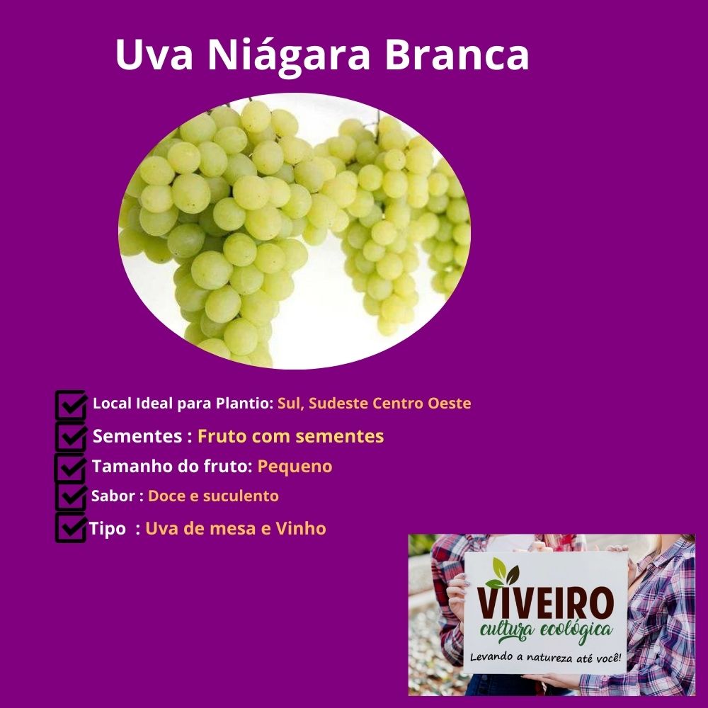 diferença entre uva niágara e itália