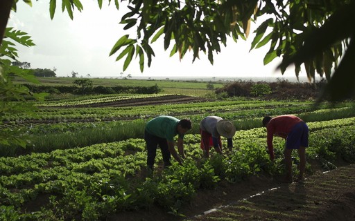 O impacto da pecuária na sustentabilidade: Análise de 'Cowspiracy'