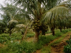 Pragas comuns do coqueiro e seus impactos na produção