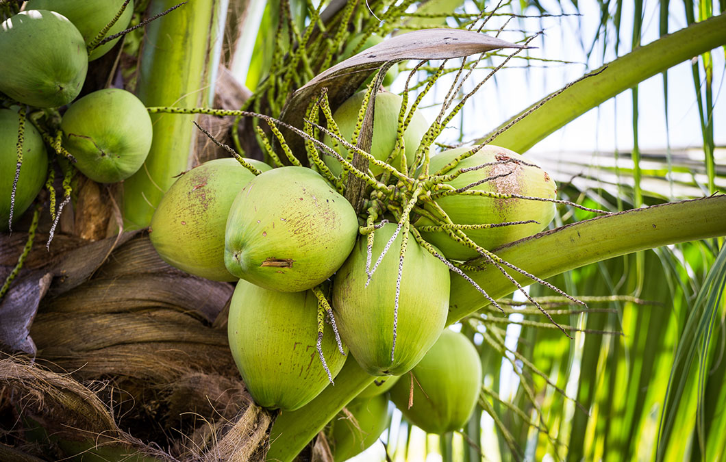 Guia completo sobre a Queima-das-folhas em coqueiros